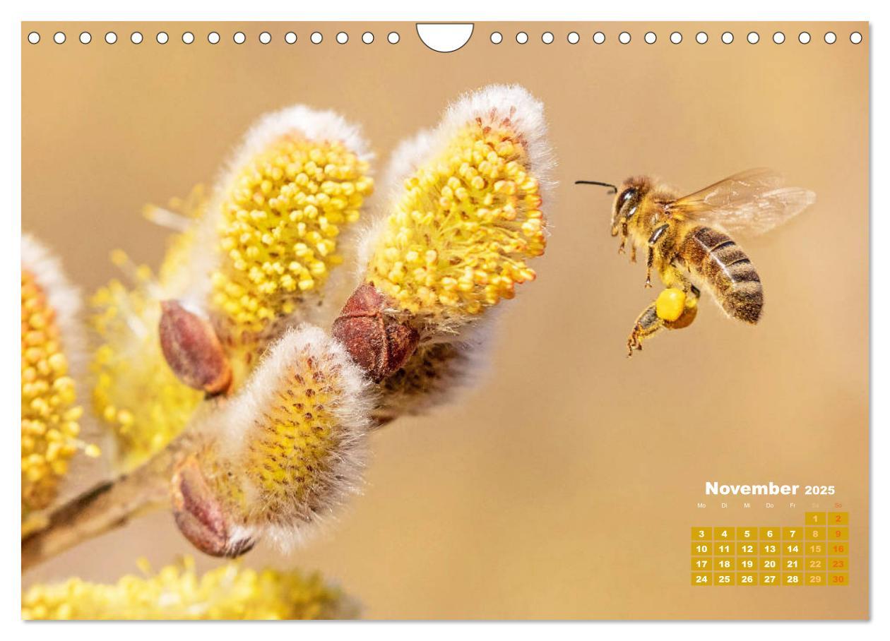 Bild: 9783435125142 | Ein Leben für den Honig - Bienen und Imker (Wandkalender 2025 DIN...