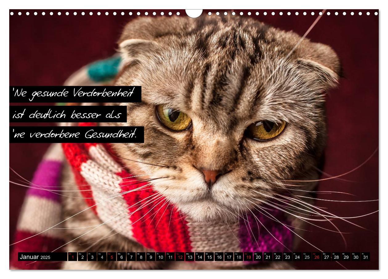 Bild: 9783435620128 | Der "philosophische" Katzenkalender 2025 (Wandkalender 2025 DIN A3...