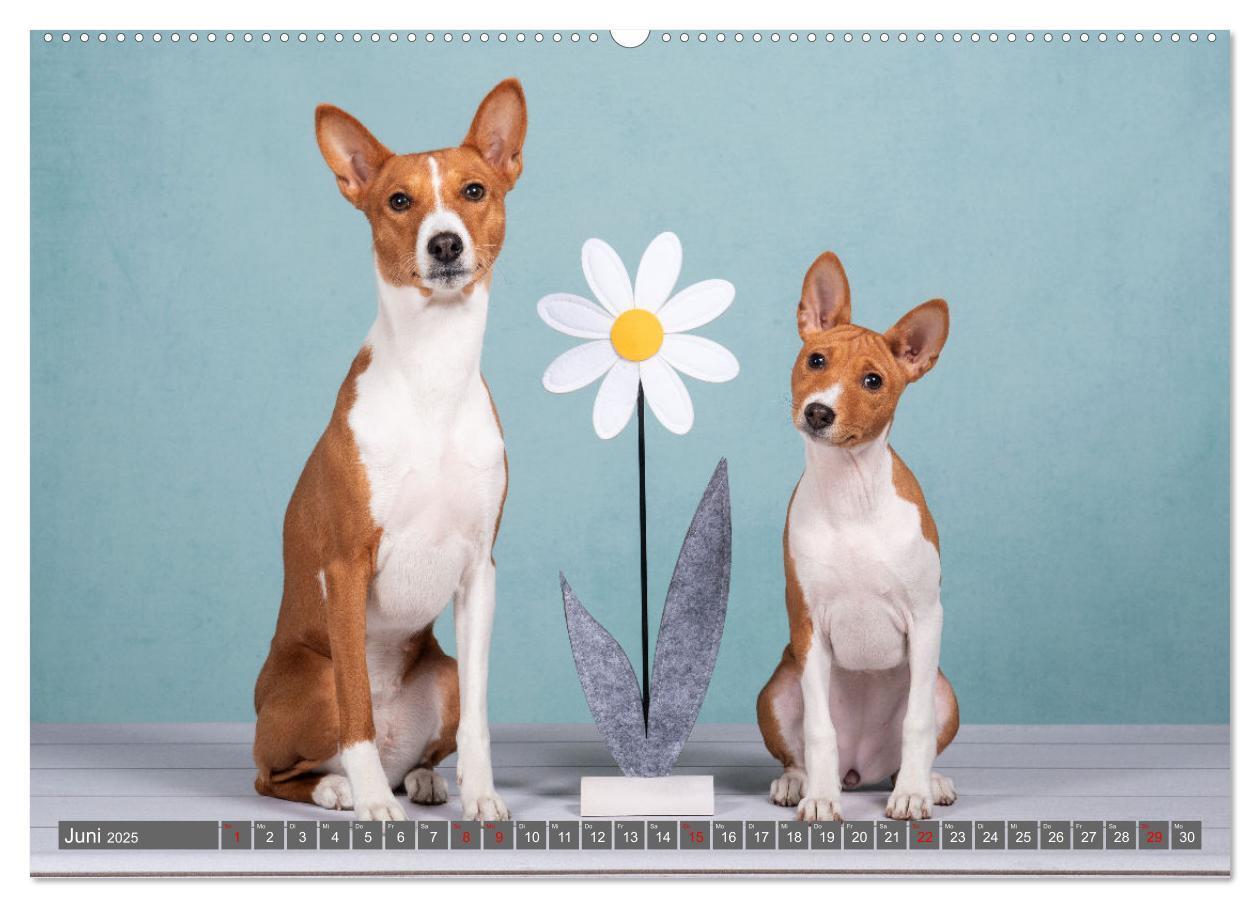 Bild: 9783457196021 | Der Basenji (hochwertiger Premium Wandkalender 2025 DIN A2 quer),...