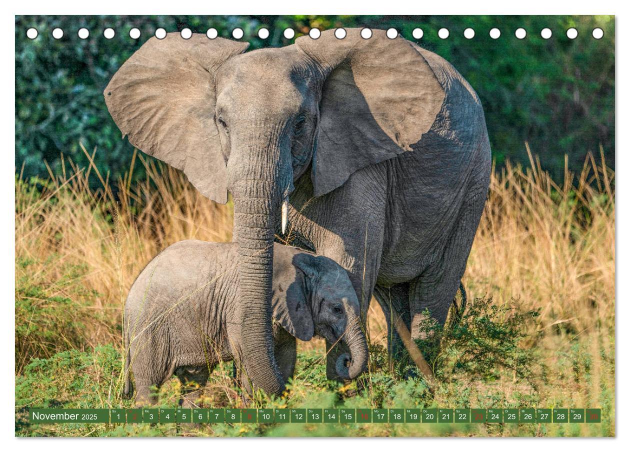 Bild: 9783435312283 | Wildlife Sambia (Tischkalender 2025 DIN A5 quer), CALVENDO...