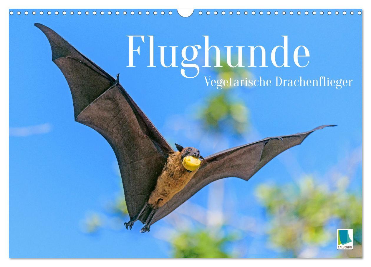 Cover: 9783435070473 | Flughunde: Vegetarische Drachenflieger (Wandkalender 2025 DIN A3...