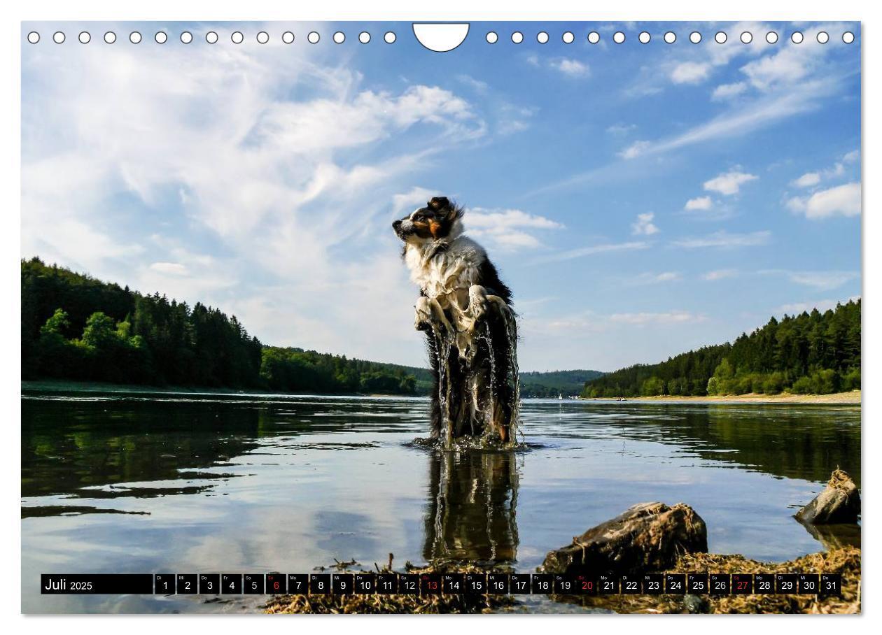 Bild: 9783435553624 | Australian Shepherd - Lebensfreude auf vier Pfoten (Wandkalender...