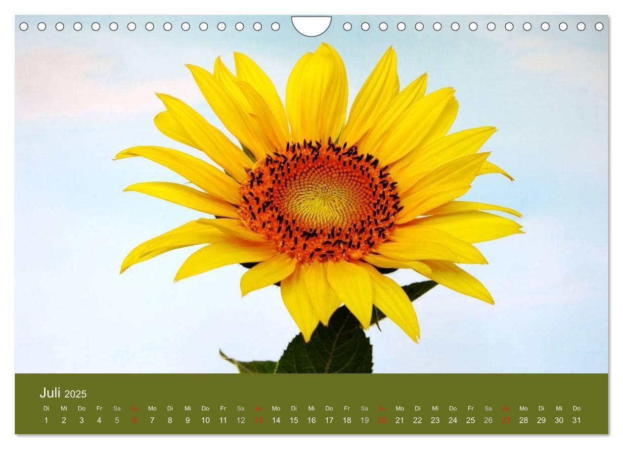 Bild: 9783435800209 | Sonnenblumen - die Blumen der Lebensfreude (Wandkalender 2025 DIN...