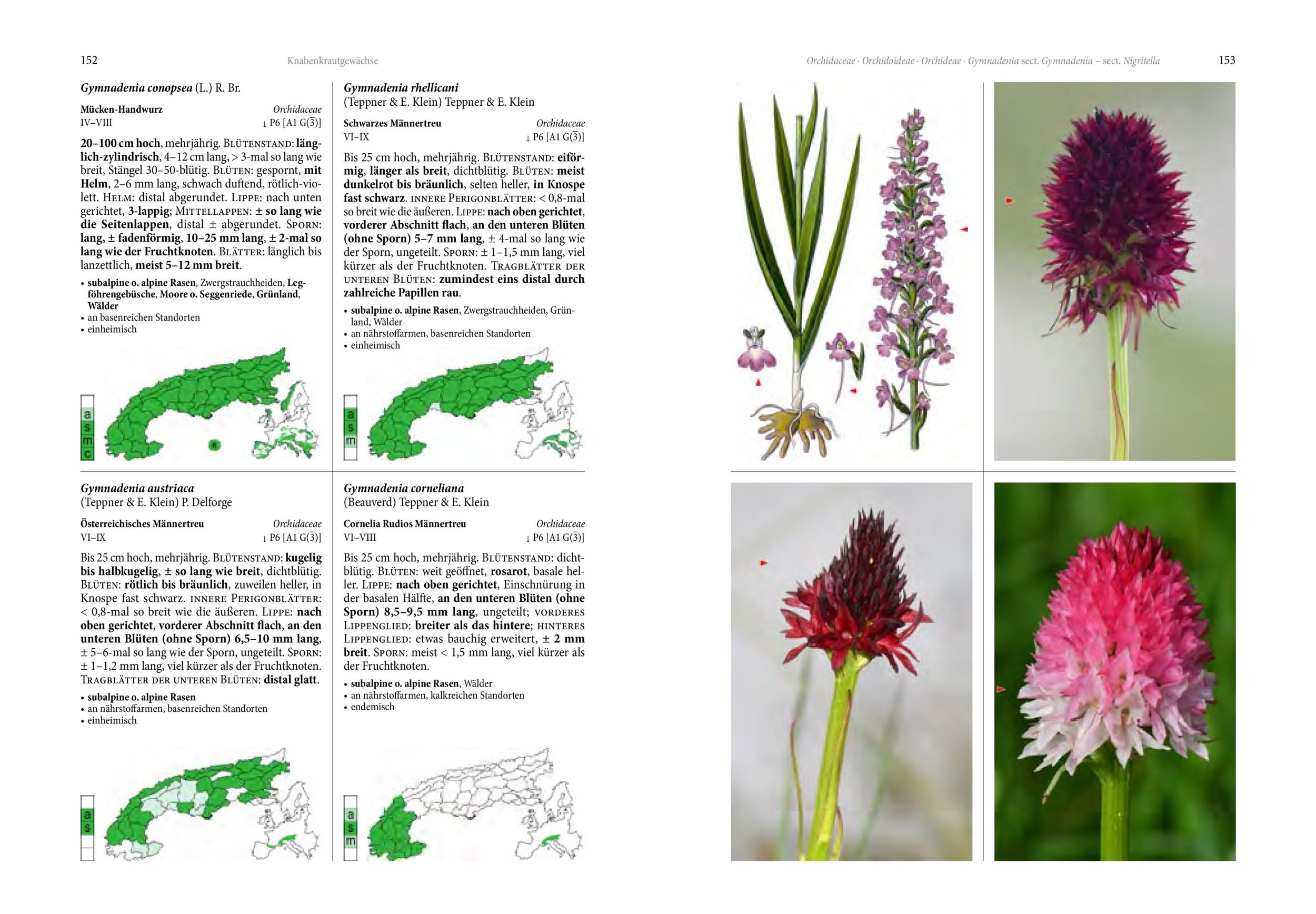 Bild: 9783702511340 | Alpenflora | Oliver Tackenberg | Buch | 800 S. | Deutsch | 2024