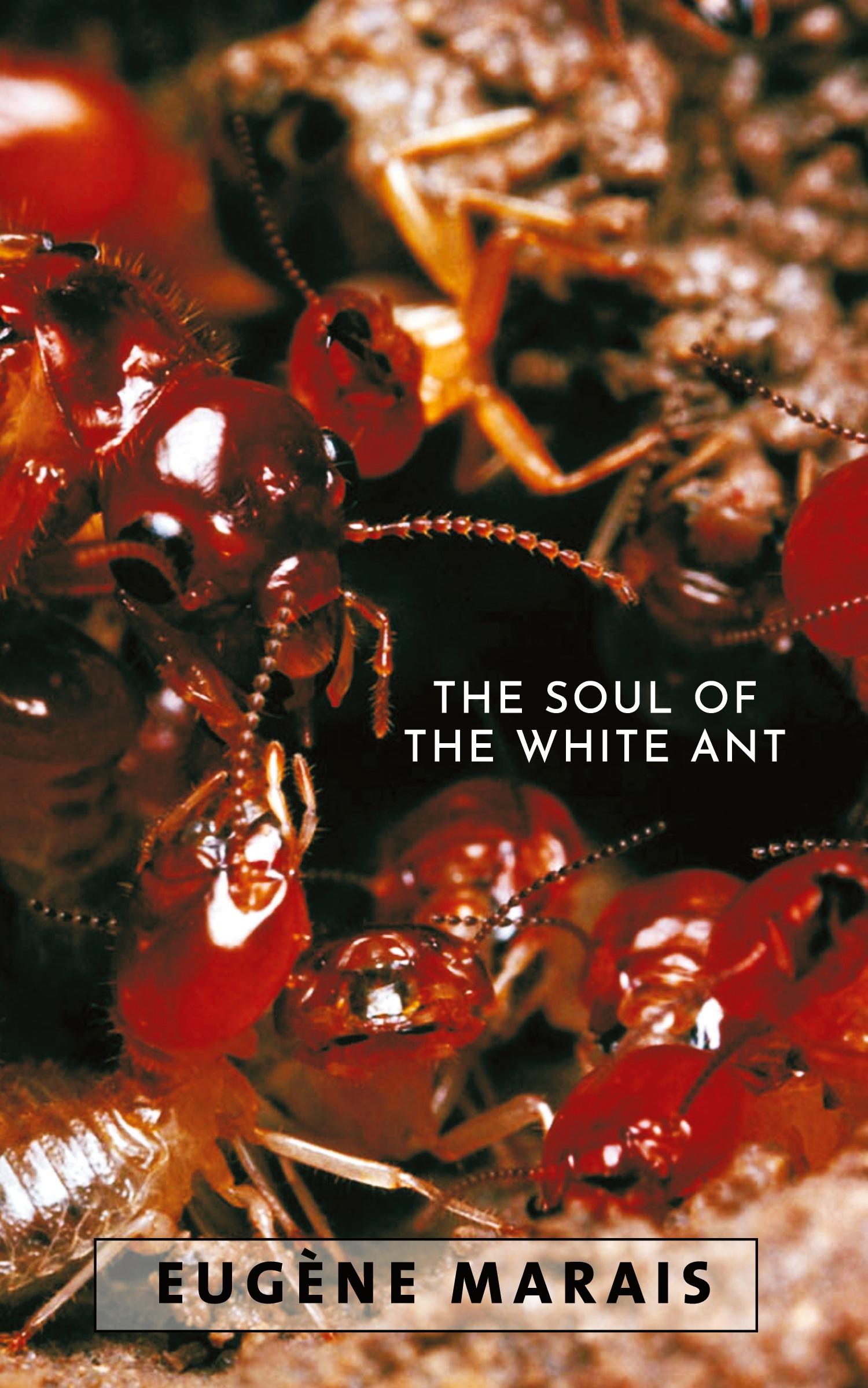 Cover: 9780980297652 | The Soul of the White Ant | Eugene N Marais | Taschenbuch | Englisch