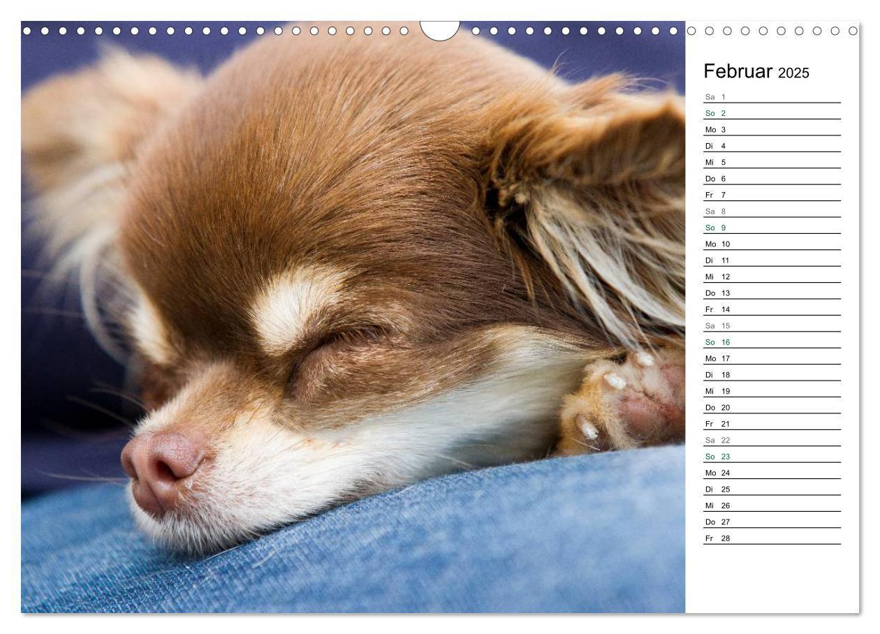 Bild: 9783435556786 | Chihuahuas - kleine Herzensbrecher (Wandkalender 2025 DIN A3 quer),...