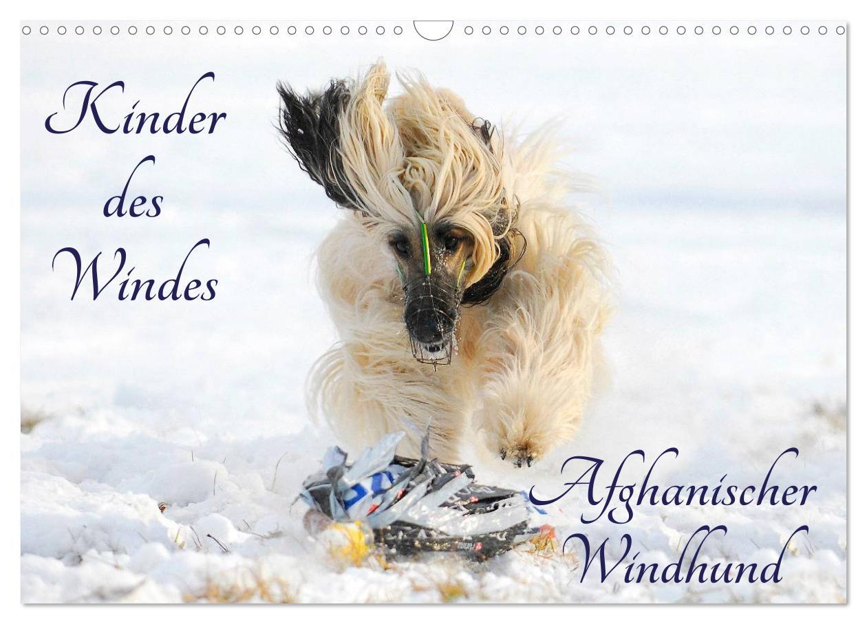 Cover: 9783435569502 | Kinder des Windes - Afghanischer Windhund (Wandkalender 2025 DIN A3...