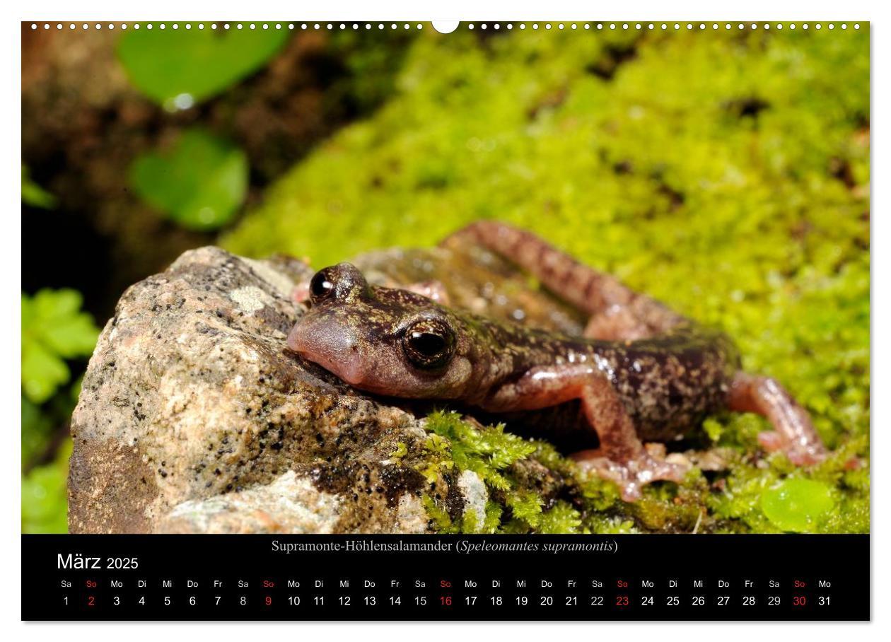 Bild: 9783435771837 | Salamander und Molche (Wandkalender 2025 DIN A2 quer), CALVENDO...