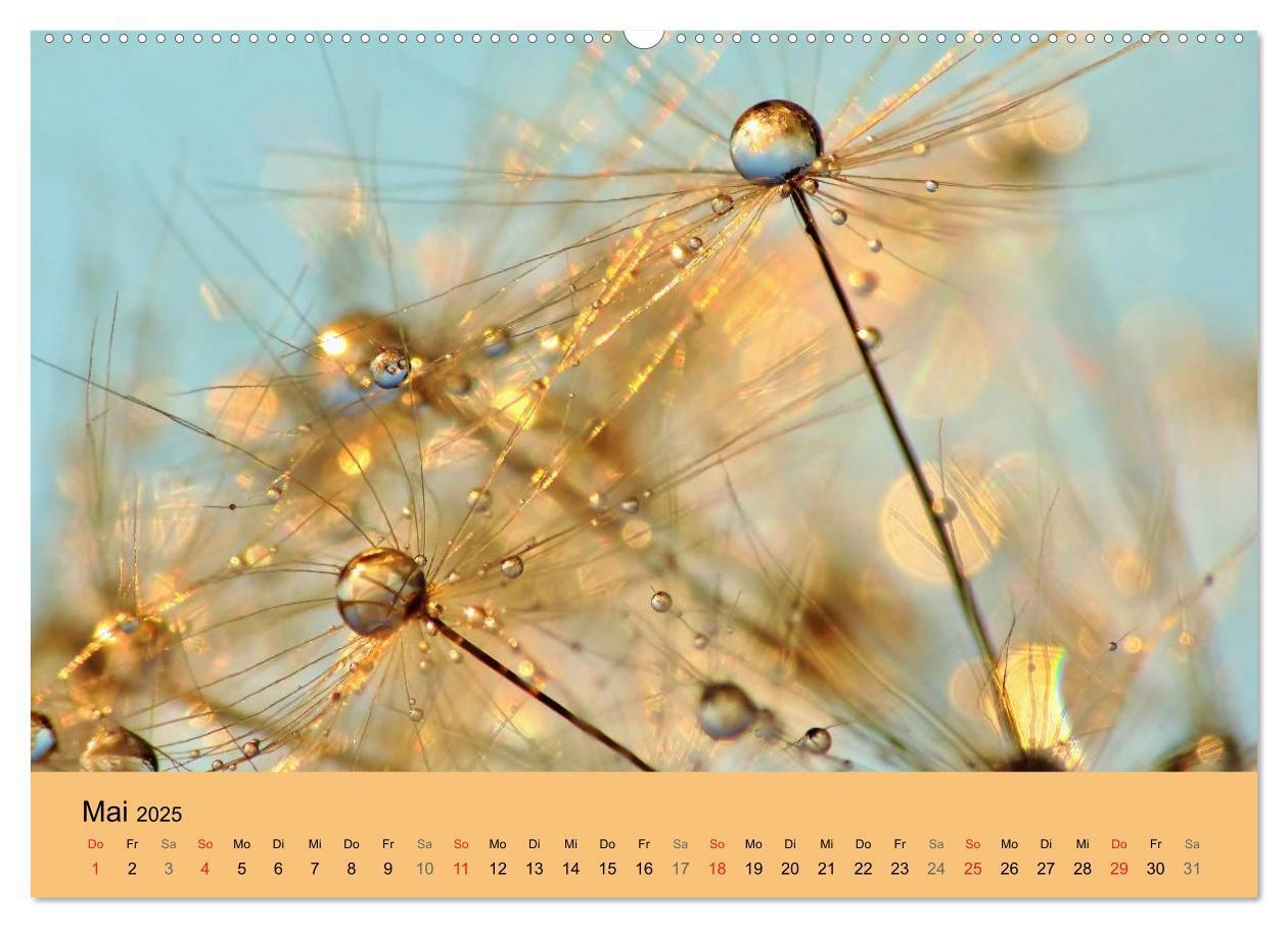 Bild: 9783435746316 | Naturjuwel Pusteblume (Wandkalender 2025 DIN A2 quer), CALVENDO...