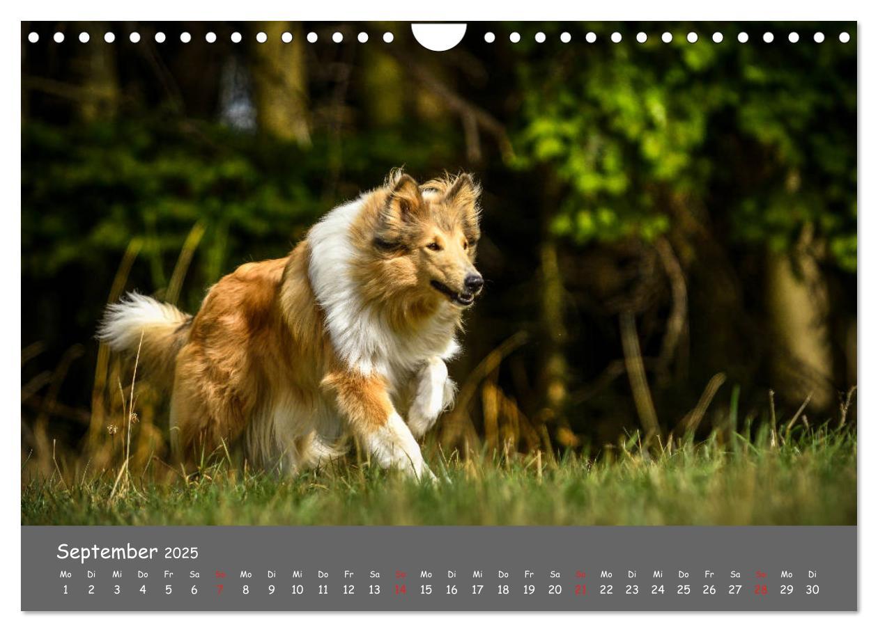 Bild: 9783435314522 | Einmal Collie - immer Collie (Wandkalender 2025 DIN A4 quer),...