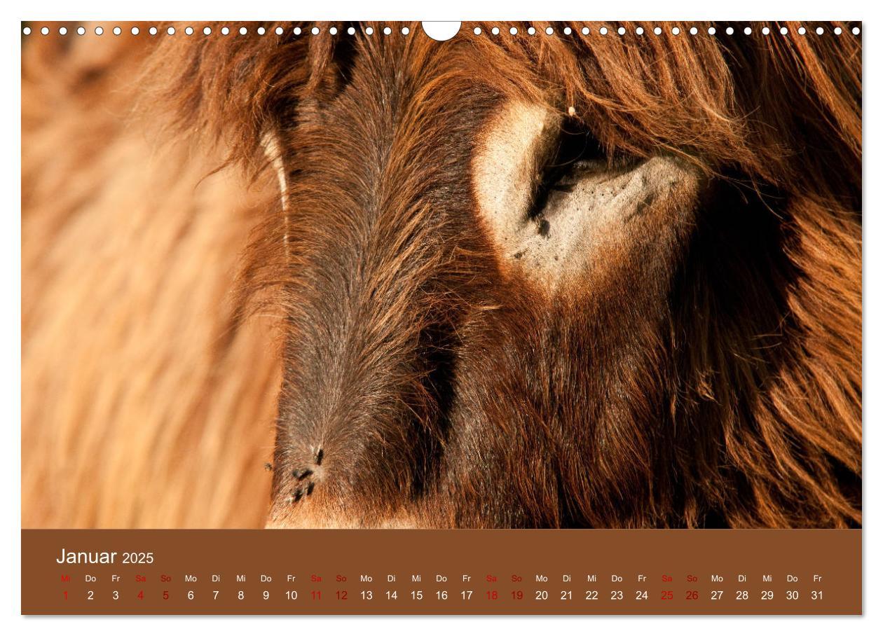 Bild: 9783435396542 | Baudet de Poitou - Seltene französische Langohren (Wandkalender...