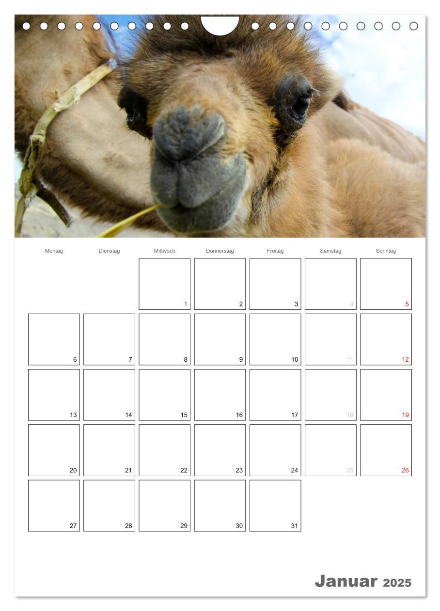 Bild: 9783457023358 | Kamel Porträt (Wandkalender 2025 DIN A4 hoch), CALVENDO Monatskalender