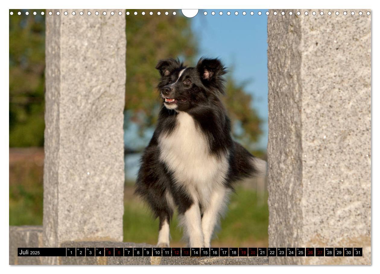 Bild: 9783435409686 | Shetland Sheepdogs - Kleine Charmeure (Wandkalender 2025 DIN A3...