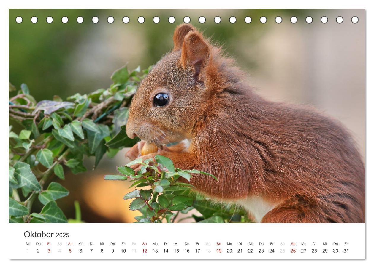 Bild: 9783435545780 | Eichhörnchen Kinder (Tischkalender 2025 DIN A5 quer), CALVENDO...