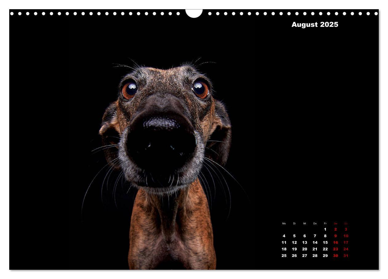 Bild: 9783435228522 | Die Stimme der Windhunde (Wandkalender 2025 DIN A3 quer), CALVENDO...