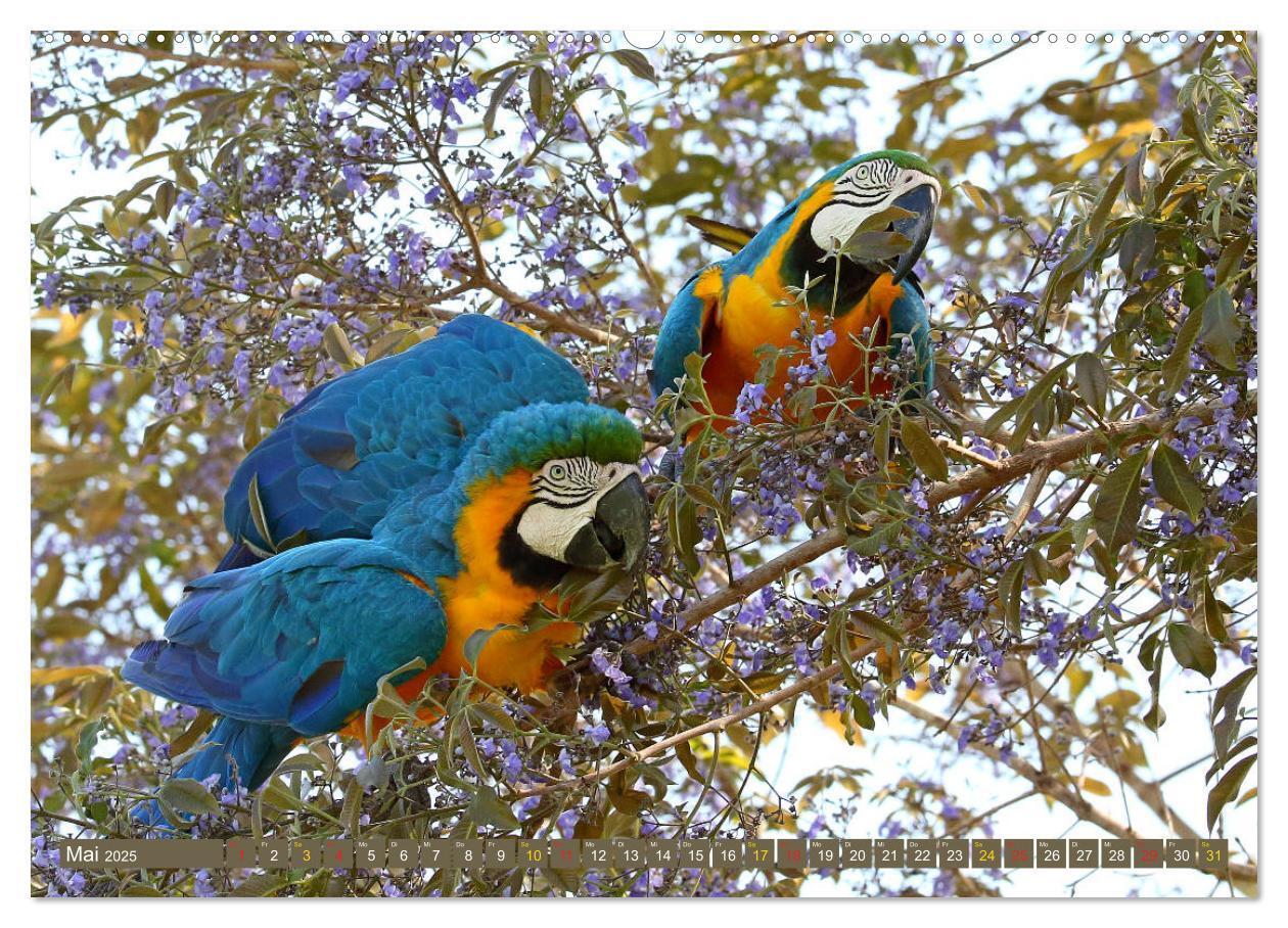 Bild: 9783435262519 | Tierparadies Pantanal (Wandkalender 2025 DIN A2 quer), CALVENDO...