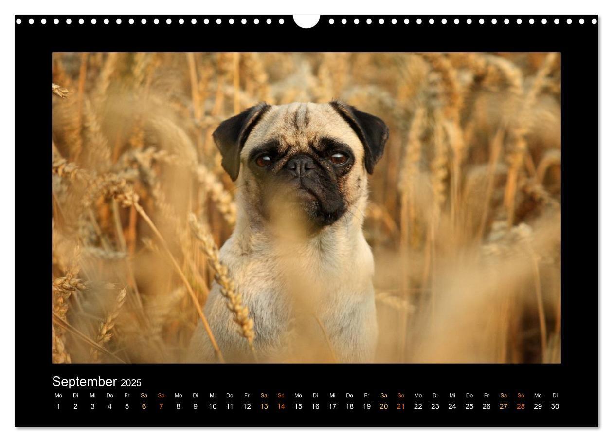 Bild: 9783435645336 | Der Feldfurchen-Mops (Wandkalender 2025 DIN A3 quer), CALVENDO...