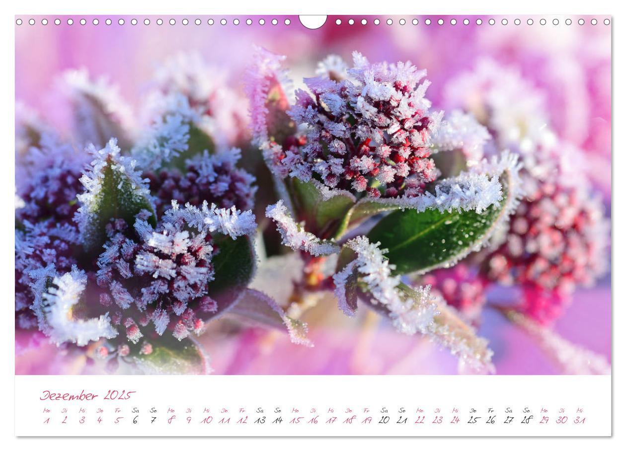 Bild: 9783435212743 | Blütenträume in violett und pink (Wandkalender 2025 DIN A3 quer),...