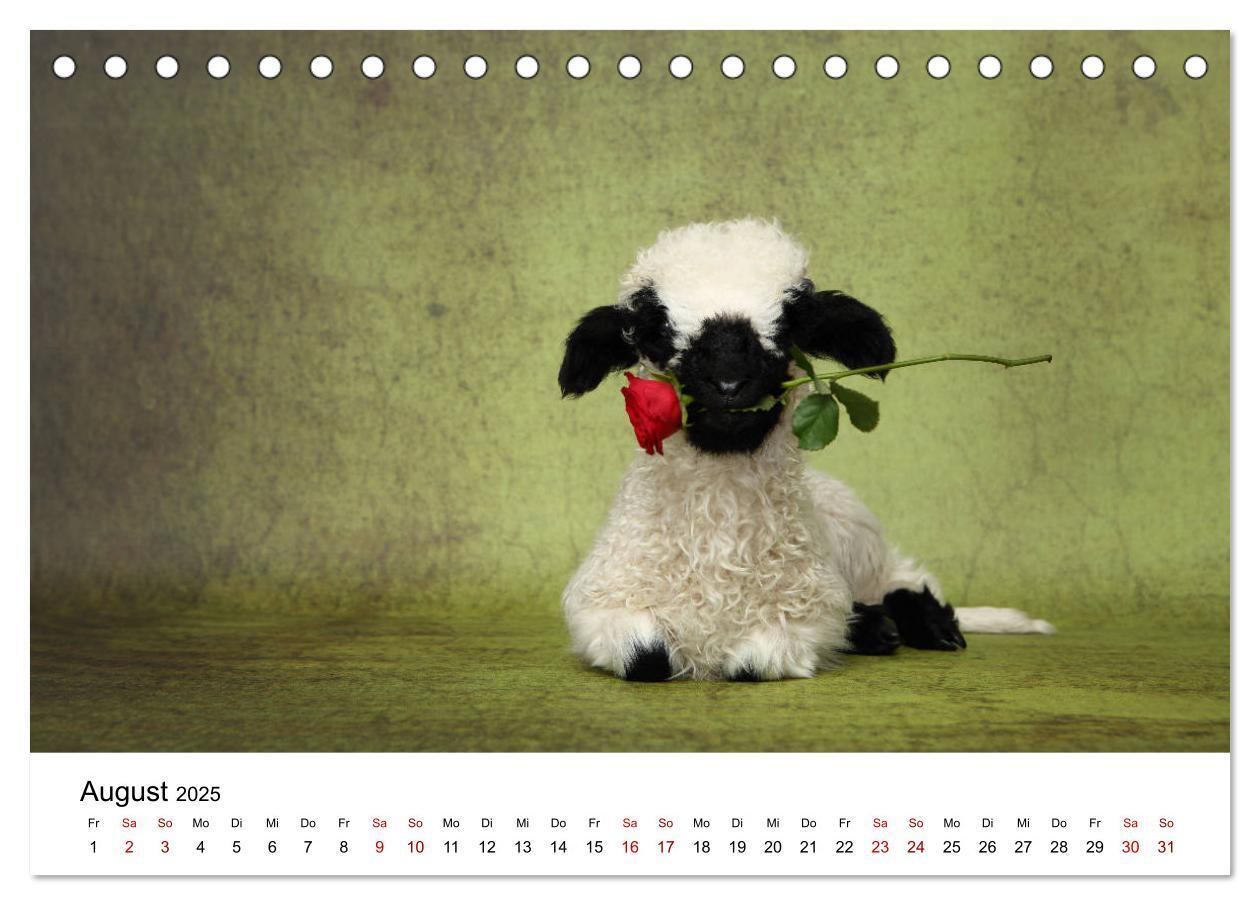 Bild: 9783435326068 | Walliser Schwarznasenschaf Valais Blacknose Sheep (Tischkalender...