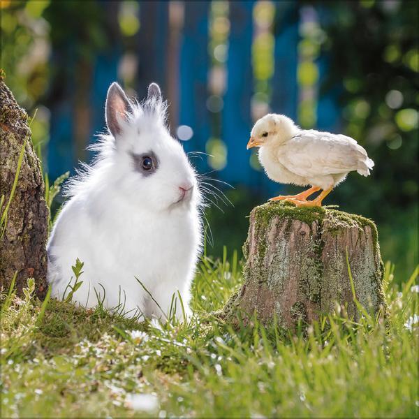 Bild: 9783731875710 | Tierfreundschaften - Familientimer 2025 | Verlag Korsch | Kalender