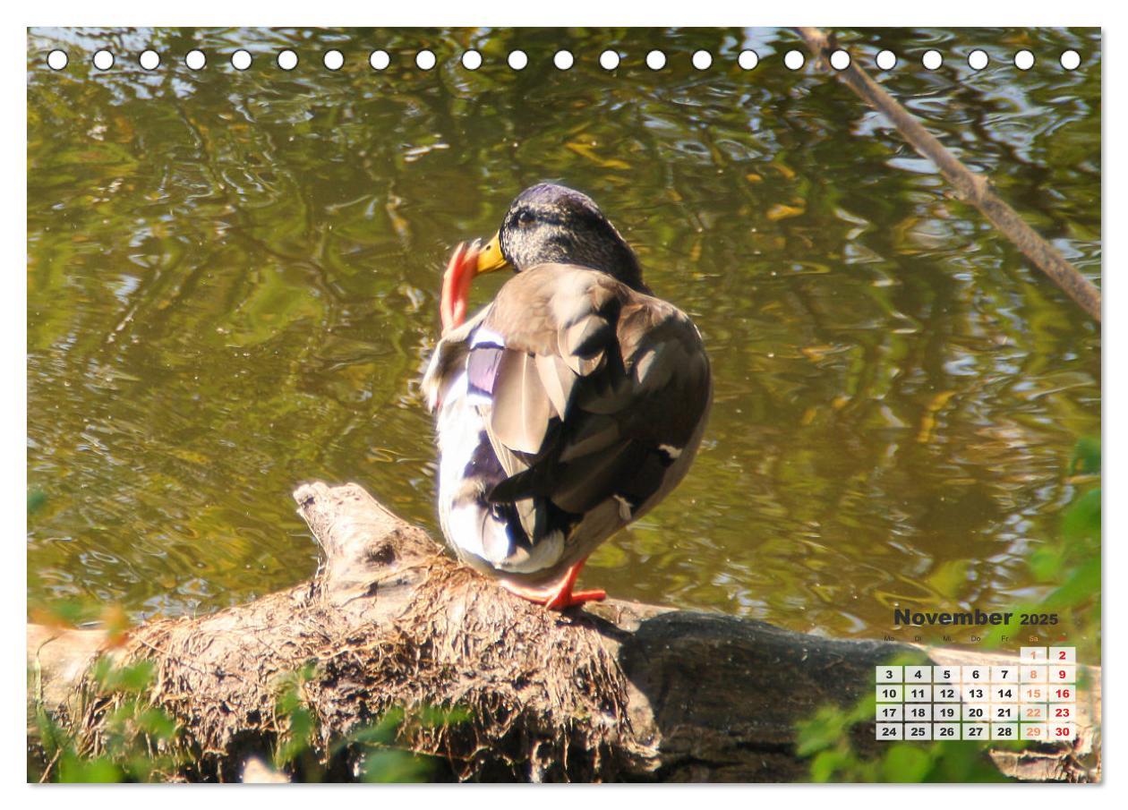 Bild: 9783457206218 | Kanadas charmante Kleintiere - Bezaubernde Einblicke in die Natur...