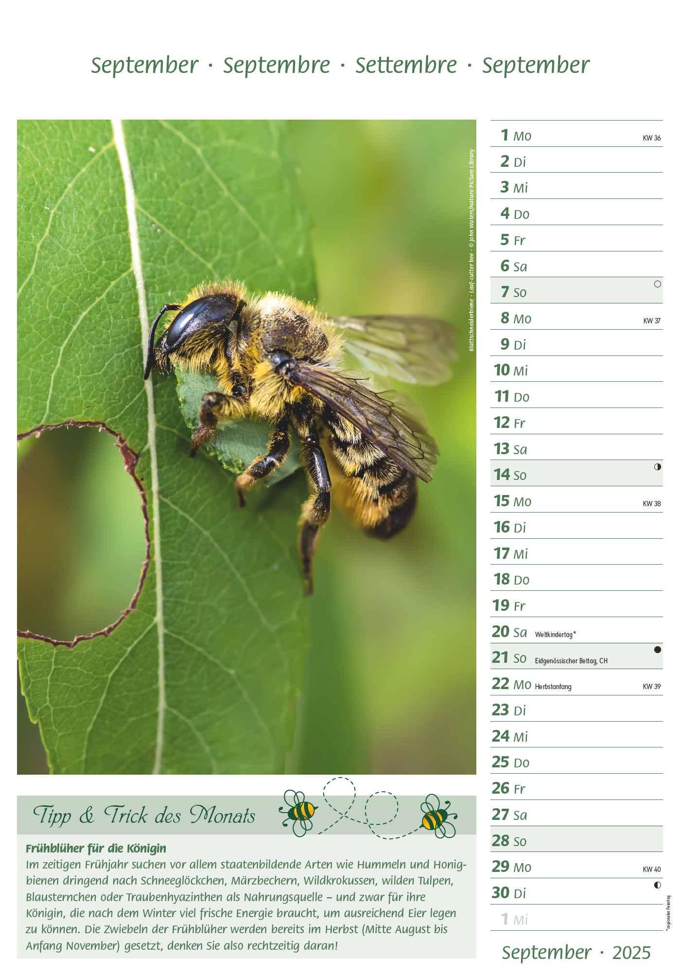 Bild: 4251732344399 | Bienen 2025 23,7x34 | Alpha Edition | Kalender | 28 S. | Deutsch