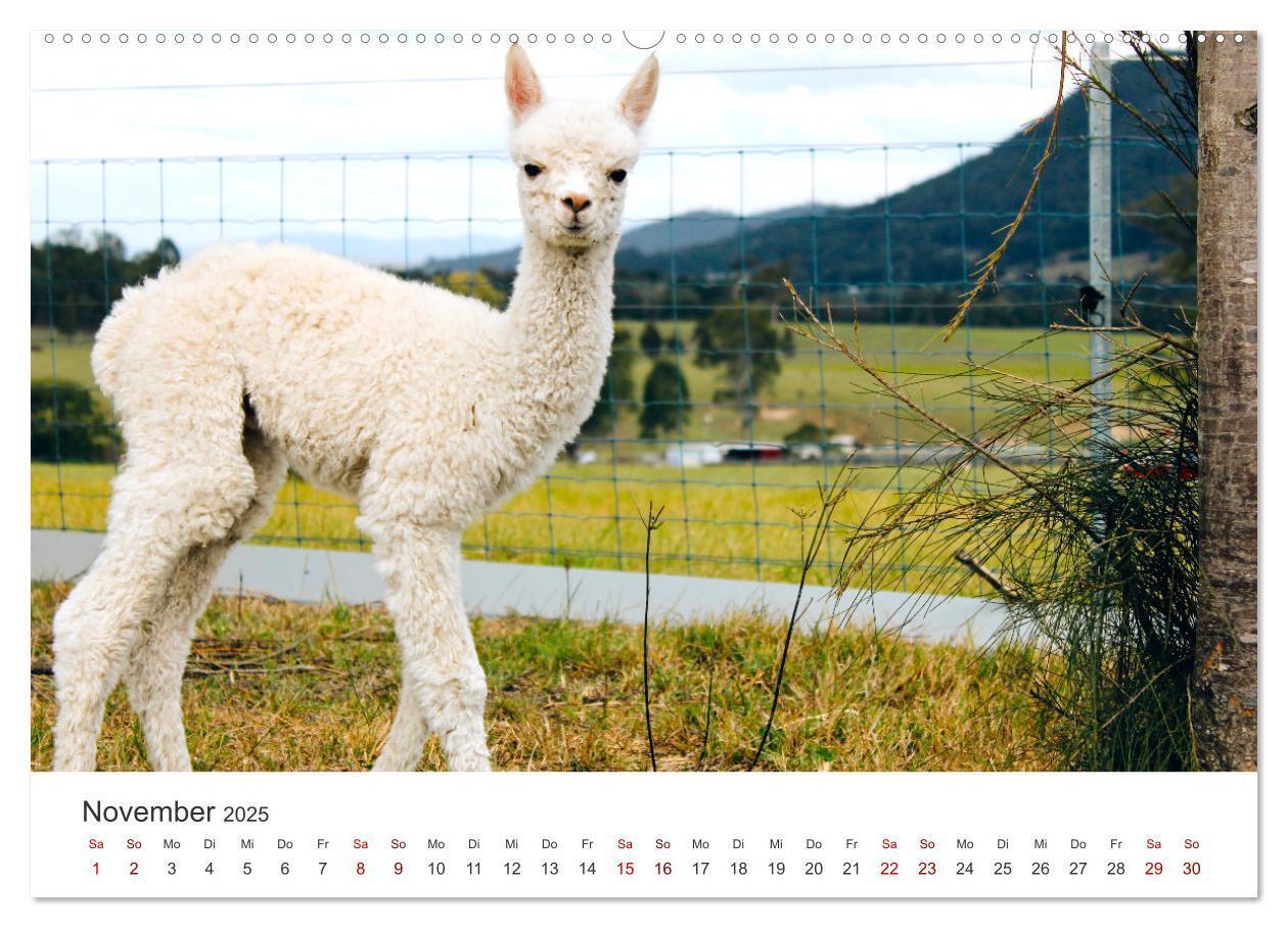 Bild: 9783435003068 | Lamas und Alpakas - Die weichen Neuweltkamele. (Wandkalender 2025...