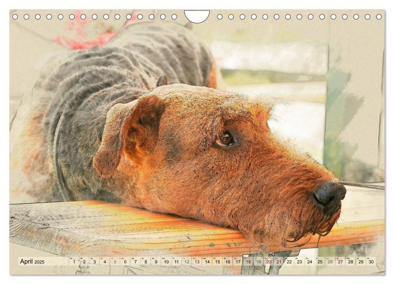 Bild: 9783435627639 | Airedale Terrier 2025 (Wandkalender 2025 DIN A4 quer), CALVENDO...