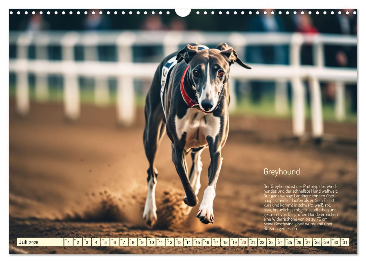 Bild: 9783457162095 | Windhunde im Portrait (Wandkalender 2025 DIN A3 quer), CALVENDO...