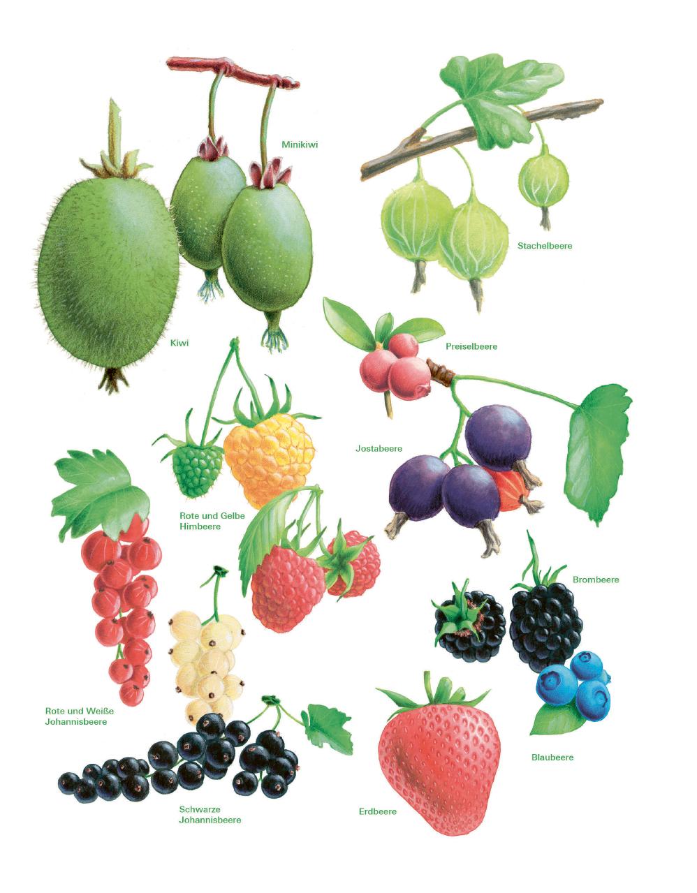 Bild: 9783747109120 | Das große Gemüse- und Obstgartenbuch | Joachim Mayer | Taschenbuch