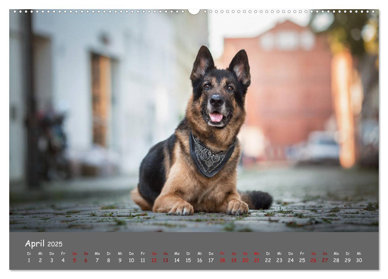 Bild: 9783435350315 | Schäferhunde und Ihre Vielfalt (Wandkalender 2025 DIN A2 quer),...