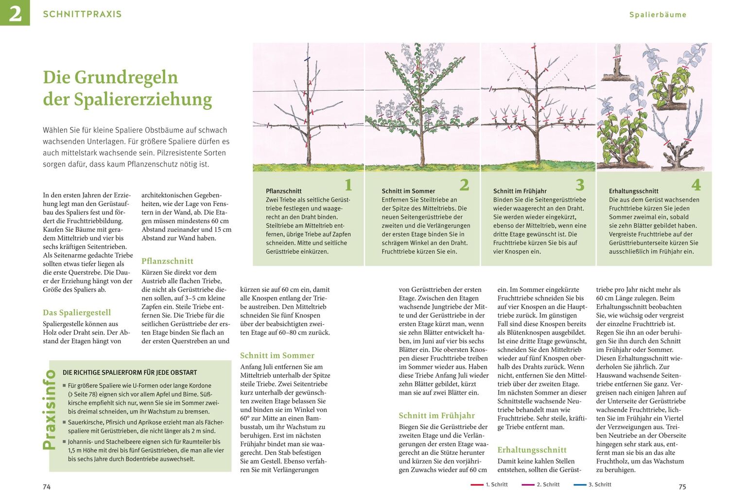 Bild: 9783833894954 | Obstgehölze schneiden | Schritt für Schritt zu reicher Ernte | Haas