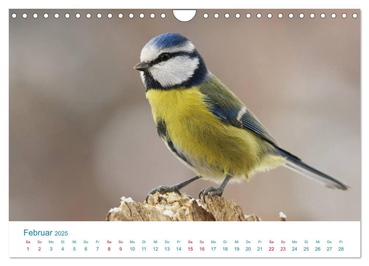 Bild: 9783435464838 | Singvögel - 12 Arten im Garten (Wandkalender 2025 DIN A4 quer),...