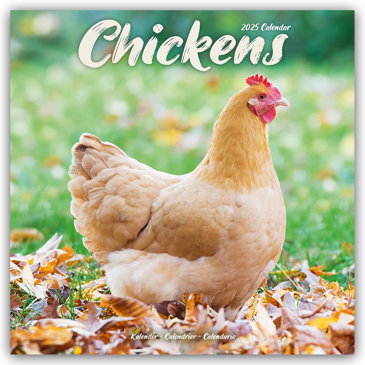 Cover: 9781804604274 | Chickens - Hühner 2025 - 16-Monatskalender | Avonside Publishing Ltd