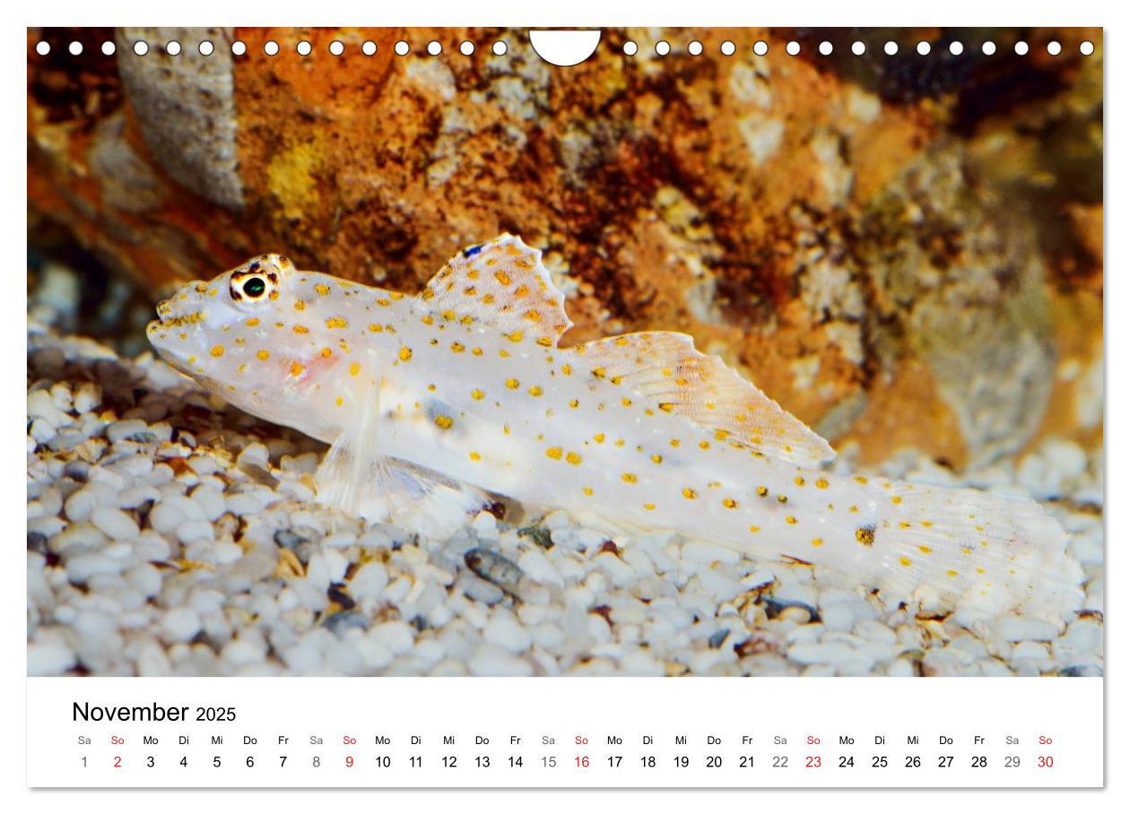 Bild: 9783435794362 | Fischzauber - Wundervolle Aquarienfische (Wandkalender 2025 DIN A4...