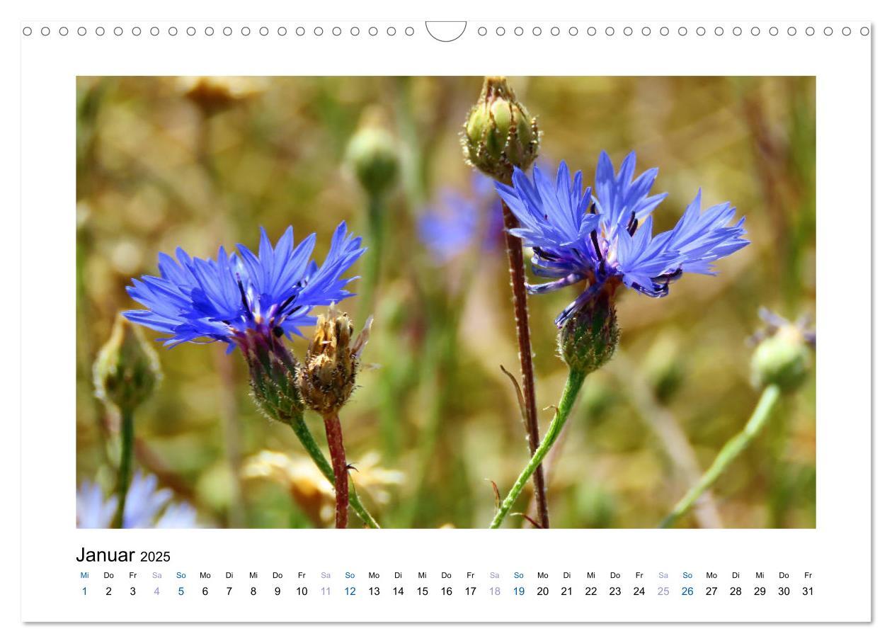 Bild: 9783435398225 | Kornblumen - Blaue Schönheiten (Wandkalender 2025 DIN A3 quer),...