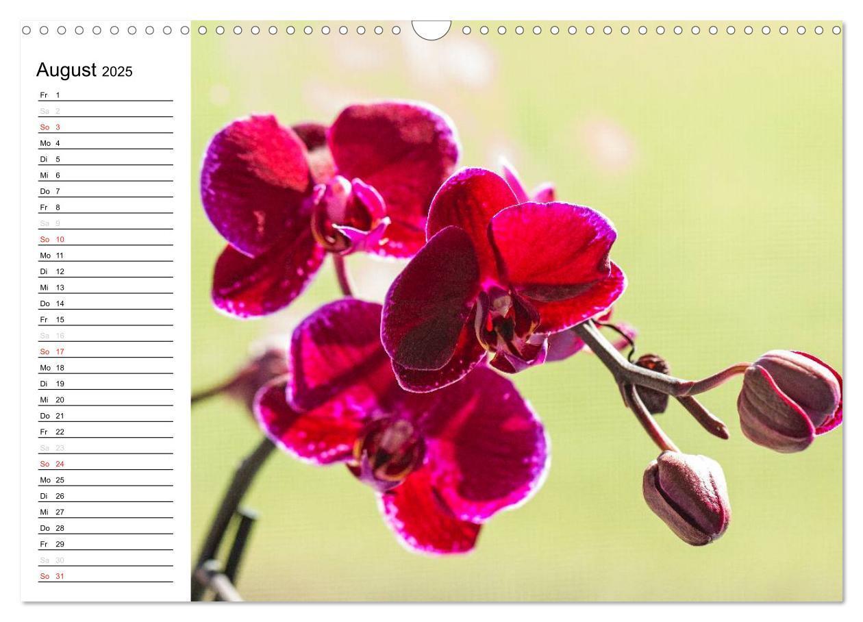 Bild: 9783435553303 | Blütenzauber Orchideen (Wandkalender 2025 DIN A3 quer), CALVENDO...