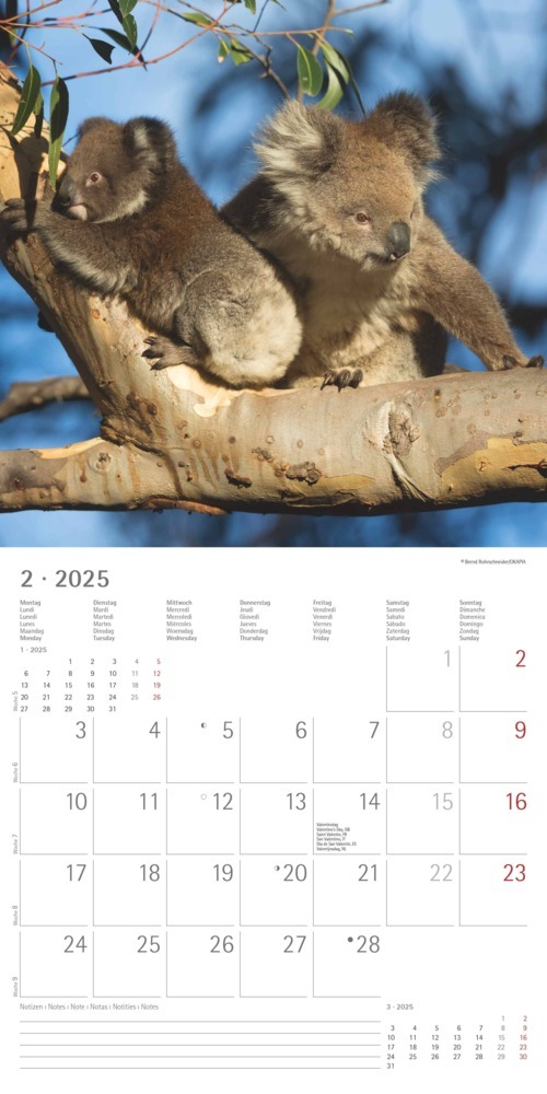 Bild: 4251732340759 | Alpha Edition - Koalas 2025 Broschürenkalender, 30x30cm,...