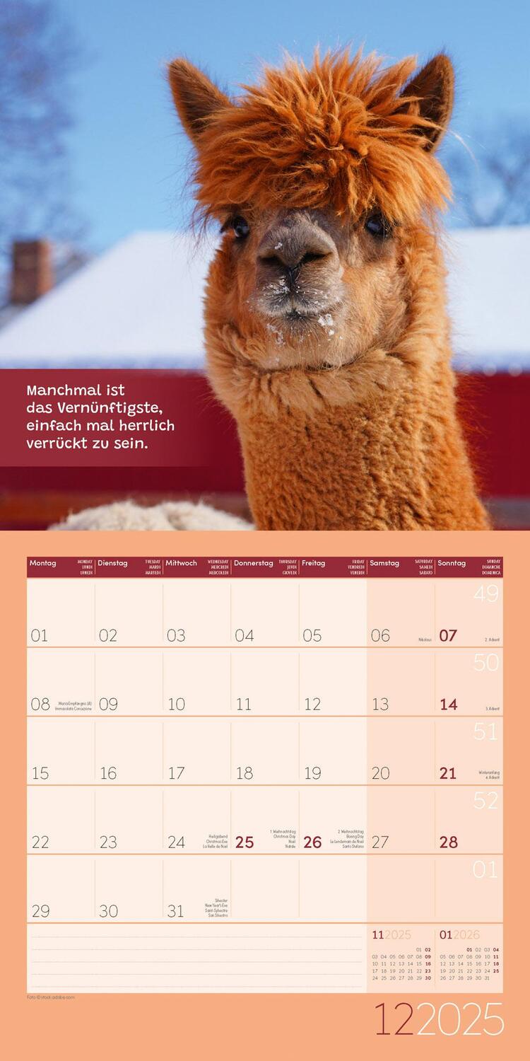 Bild: 9783838445274 | No Drama, Lama! Kalender 2025 - 30x30 | Ackermann Kunstverlag | 28 S.