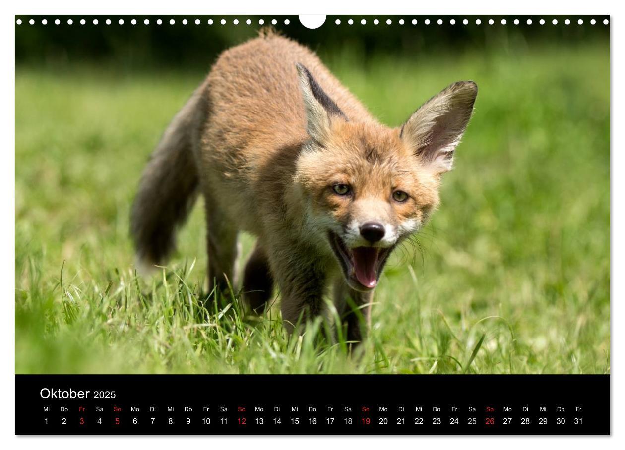 Bild: 9783435556878 | Wilde Heimat (Wandkalender 2025 DIN A3 quer), CALVENDO Monatskalender