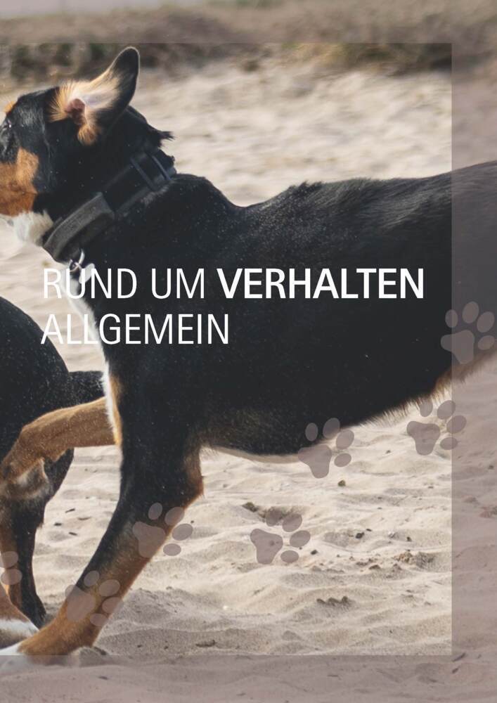 Bild: 9783275022441 | Ein Hund und 1000 Fragen | Basics für frischgebackene Hundehalter