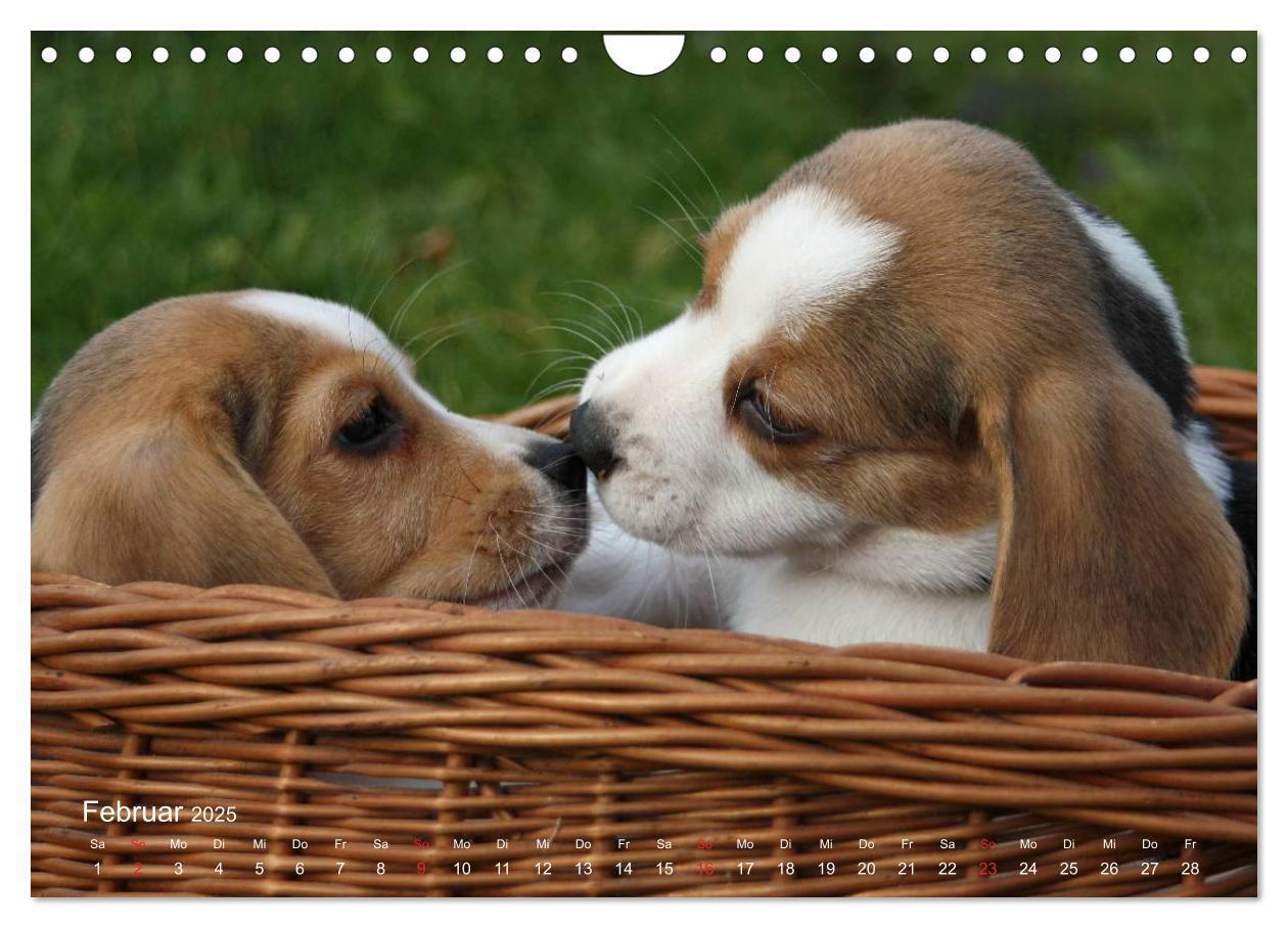 Bild: 9783435746859 | Beagle (Wandkalender 2025 DIN A4 quer), CALVENDO Monatskalender | Berg