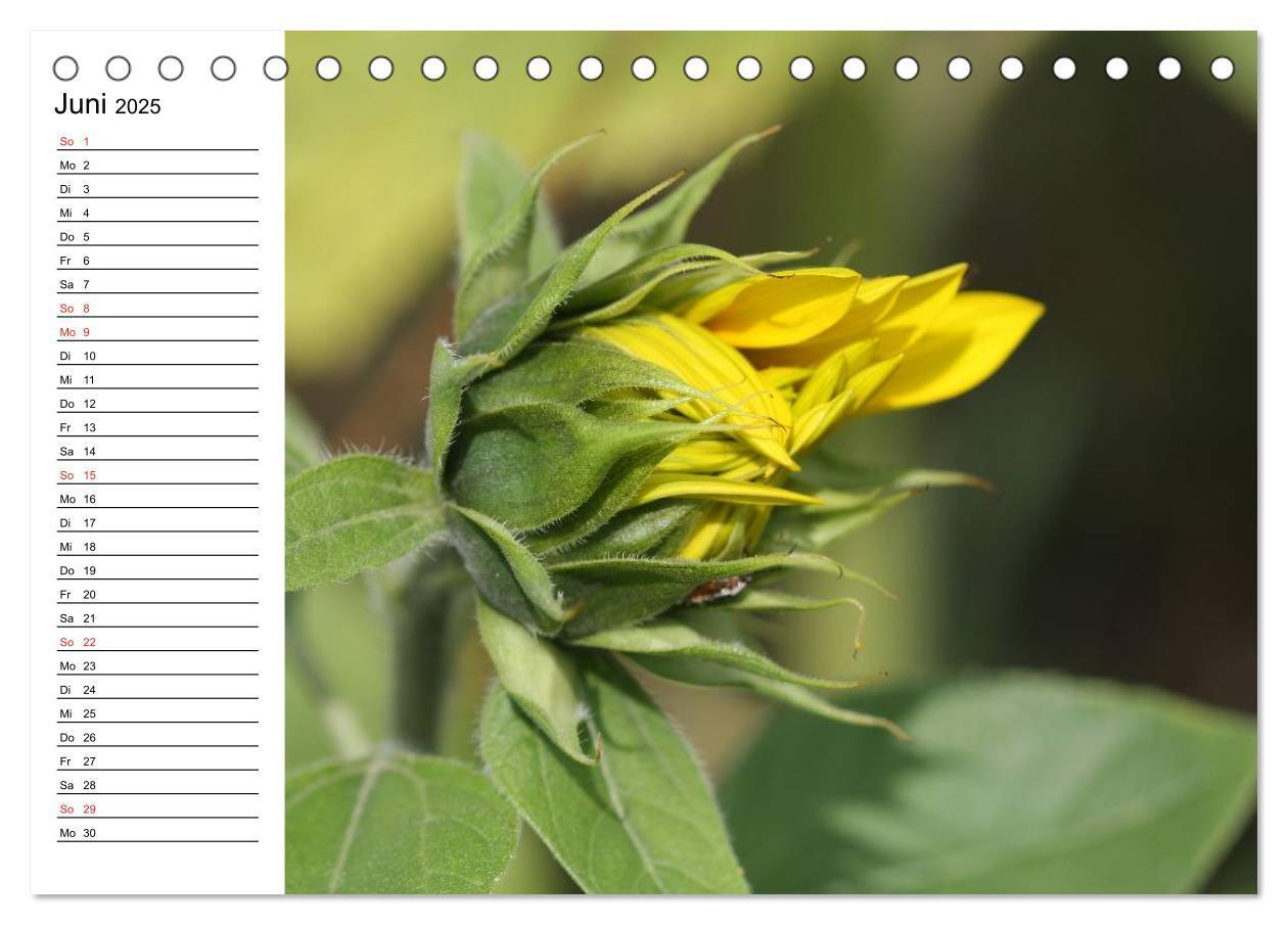 Bild: 9783435537150 | Sonnenblumen Impressionen (Tischkalender 2025 DIN A5 quer),...