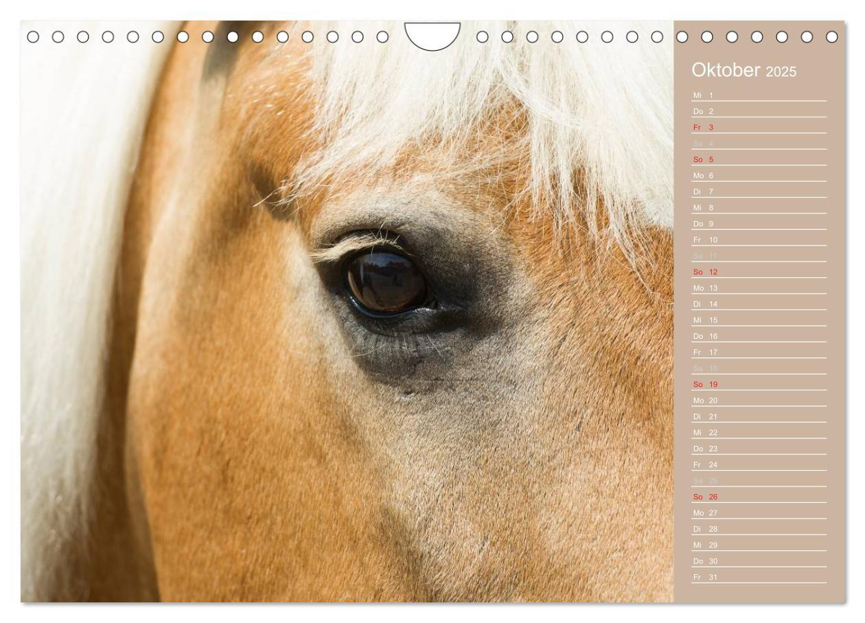 Bild: 9783435743308 | Haflinger / Geburtstagskalender (Wandkalender 2025 DIN A4 quer),...