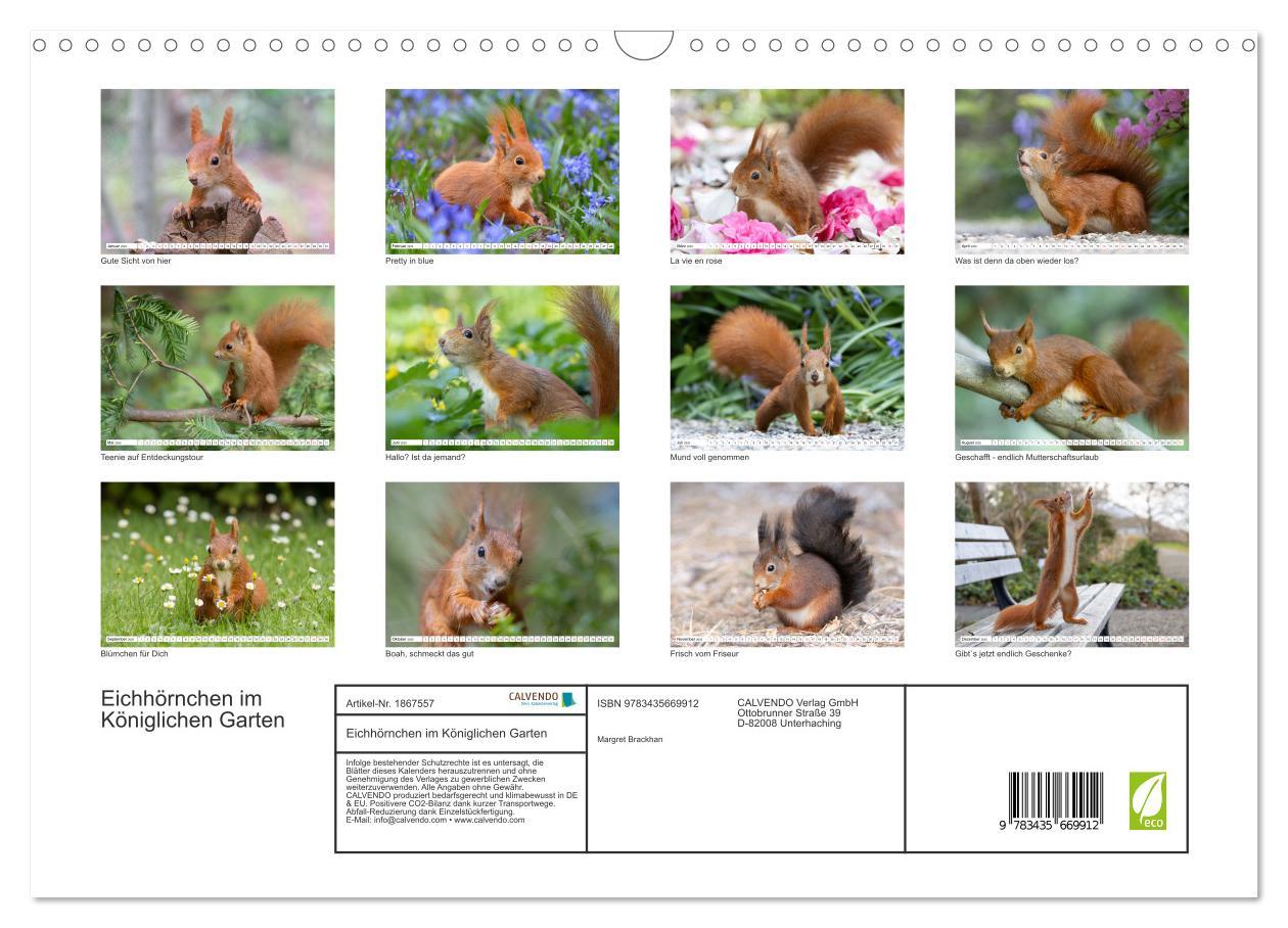 Bild: 9783435669912 | Eichhörnchen im Königlichen Garten (Wandkalender 2025 DIN A3 quer),...