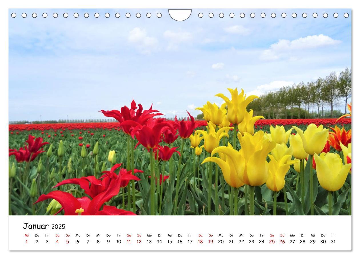 Bild: 9783435261840 | Tulpenblüte in Flevoland 2025 (Wandkalender 2025 DIN A4 quer),...