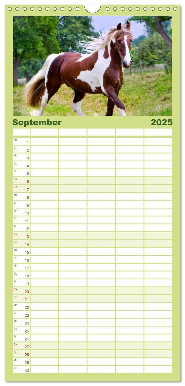 Bild: 9783457113738 | Familienplaner 2025 - Irish Tinker mit 5 Spalten (Wandkalender, 21...