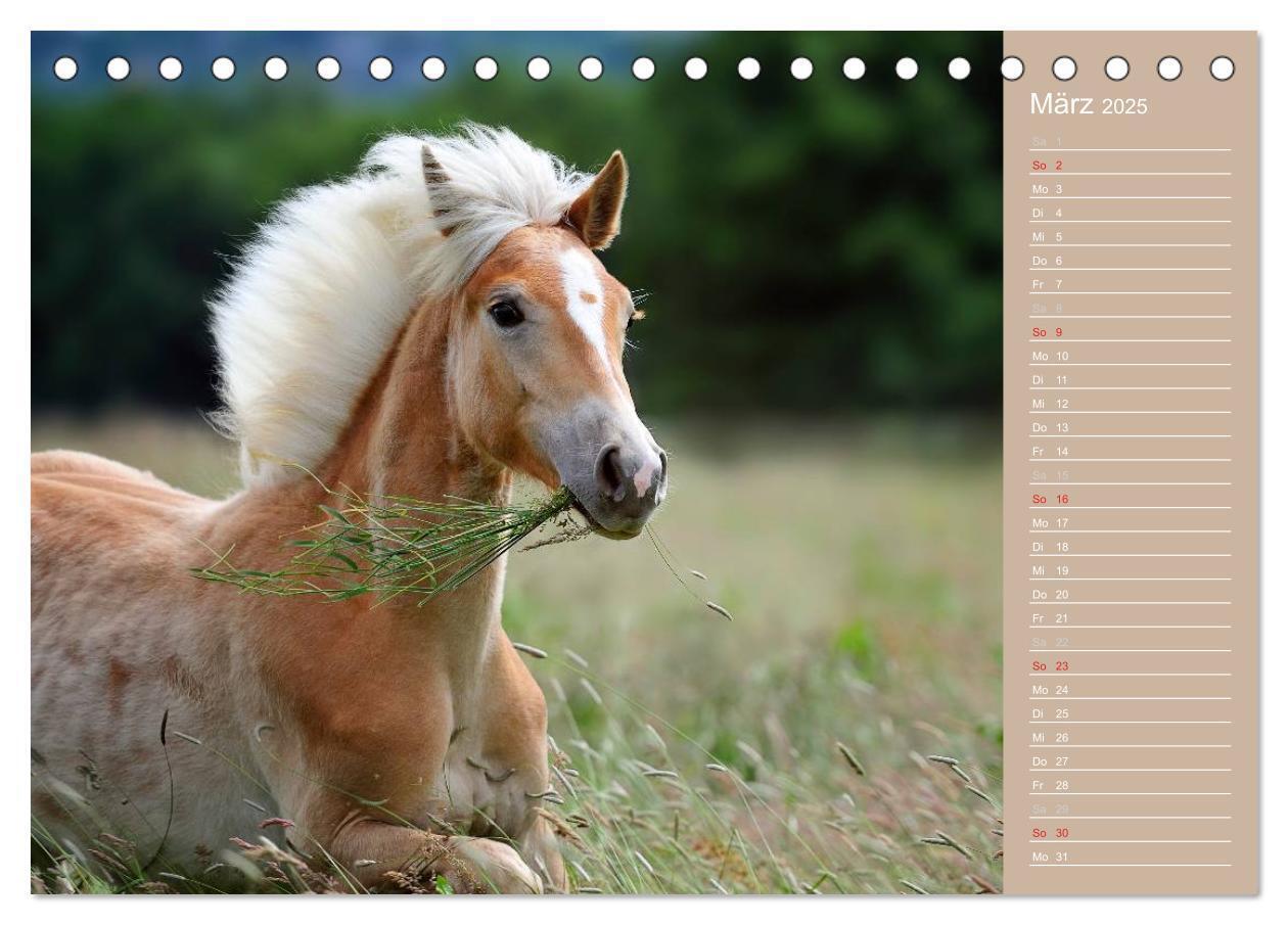 Bild: 9783435723737 | Haflinger / Geburtstagskalender (Tischkalender 2025 DIN A5 quer),...