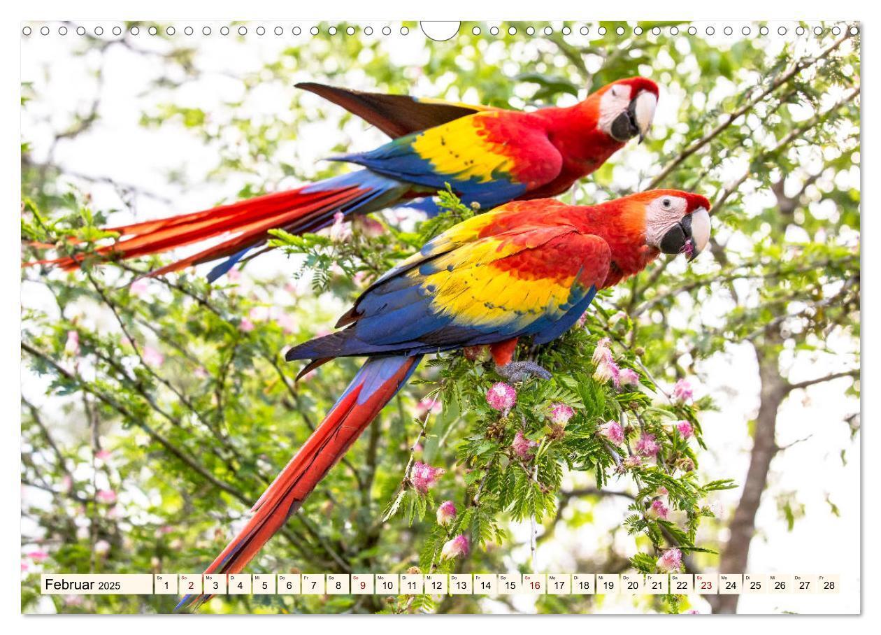 Bild: 9783435328819 | Costa Rica - Farben des Regenwaldes (Wandkalender 2025 DIN A3...