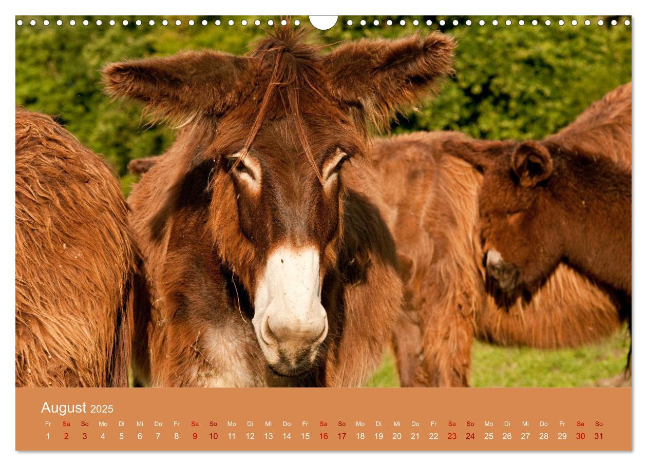 Bild: 9783435396542 | Baudet de Poitou - Seltene französische Langohren (Wandkalender...